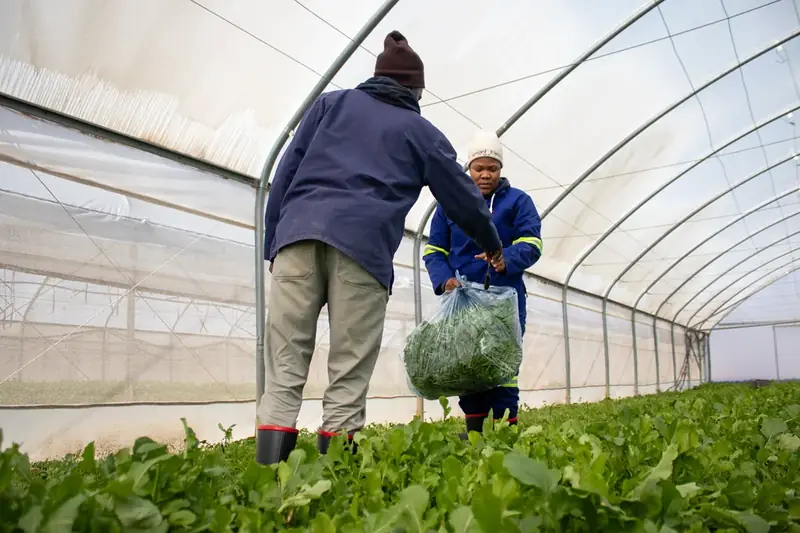 Two participants harvesting leafy greens inside a polytunnel