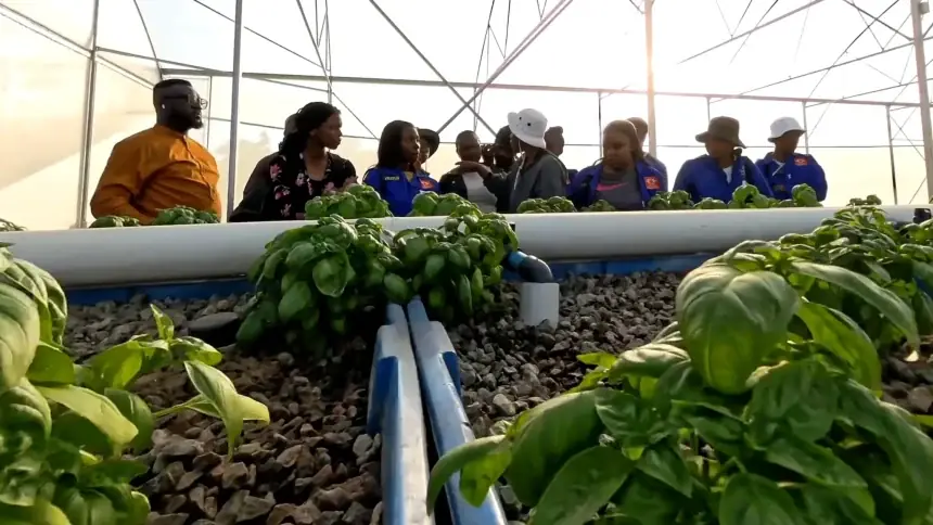 Visitors and learners in a greenhouse beside a bed of basil