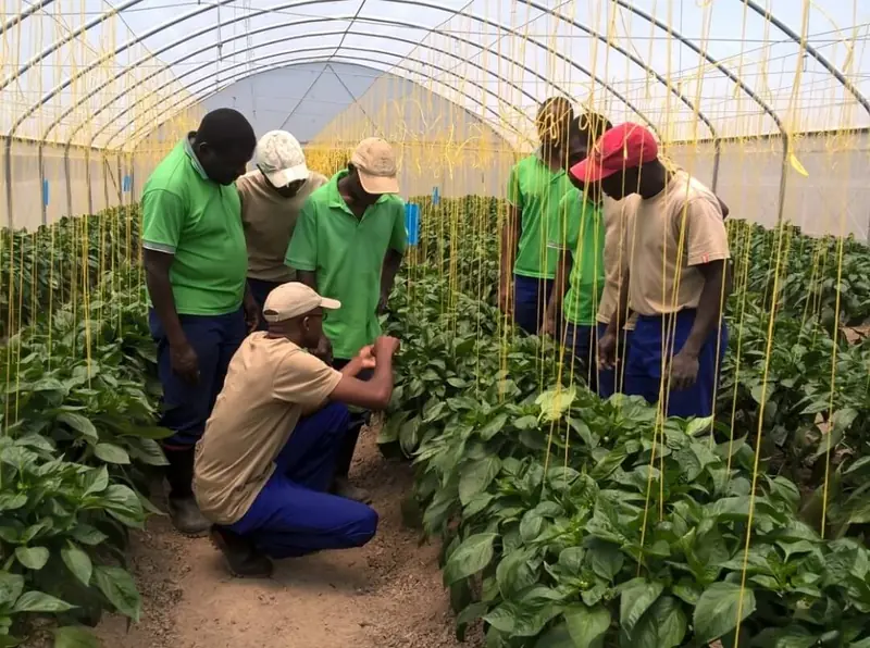 Participants inspecting pepper plants with their instructor in a growing tunnel